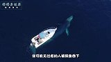 如果你被鲸鱼吞下会发什么？那么还有生还的机会吗？看完一阵后怕