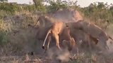 一群母狮在地上刨坑，竟挖出一头大疣猪，这下场也忒惨了