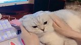女主人改编《青花瓷》，最后一句太扎心，猫咪瞬间炸毛！