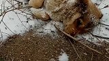 小黄狗大雪天出去玩了一夜，铲屎官找到它的时候，身子都冻僵了！