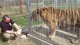 东北虎到底多大近距离感受下！我的双腿还在发抖