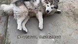 狗狗：铲屎官你看着像人，实则狗的很！你弄湿了我的皮毛
