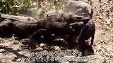 野猪被3条巨蜥捕获，吃掉“半个身体”后逃脱，这还能活吗？