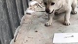 还真是狗咬刺猬，无从下嘴