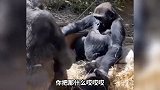 这猫咪竟然这么怕老婆 这也太怂了吧