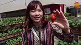 此物是天然“抗癌药”，每天吃一口，癌症会与你“擦肩而过”！