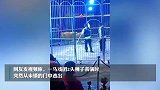 河南一马戏团2只狮子表演时出逃，警方：已经抓住了
