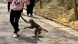 小姐姐这下完蛋被泼猴给盯上了