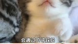 主子踩奶的时候，记得剪个指甲