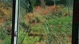 人在家中坐野鸡窗外来，村民顿时手足无措，我看挺“刑”