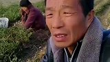 大哥跟老婆干农活一声不敢搭腔，网友：大哥生无可恋的表情没谁了