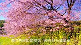 日本静冈下贺茂，沿河两岸都是樱花，带大家好好欣赏
