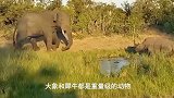 大象野外遇见犀牛，互相抢夺领地，大象误闯人类地盘搞破坏！