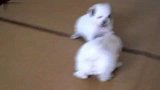 好爱挑衅！又圆又贱的小白狗