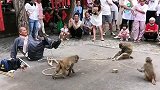 猴子生气了，往我头上跳了。