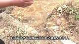 村里多个坟莫名被挖，挖坟方称是失误，村民：我妈的坟都找不到了
