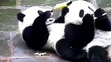 熊猫：哈哈，想要风光吗学我们啊