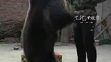 男子与熊神同步跳绳，网友：我怀疑熊是假扮的