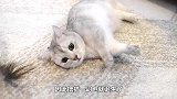 猫咪误入牛场，竟被奶牛强势撸猫，猫儿留下了悔恨的眼泪