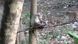 猴妈生气了，后果很严重一顿暴揍