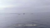 潜水员潜水拍鲸鱼照片，不料却被“生吞”，镜头记录惊险全过程