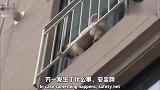 被遗弃的狗为了减压，经常站上高高的阳台，你有什么想不开的