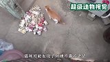 大妈救了一只猫咪，猫咪为报答救命之恩，不分昼夜给大妈送手套