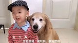 妈妈不在家时，小孩照顾金毛的日常生活，金毛拥抱小孩，表示感谢