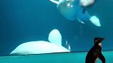 美国水族馆一小企鹅：妈妈，白鲸他学我！