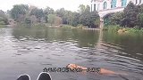 金毛下湖游泳，惨遭黑天鹅一顿暴揍，天鹅：看我怎么收拾你！