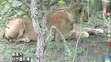 狮子与猎豹狭路相逢，狮子发动攻击的那一刻，豹子绝望了