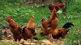 农村养了几千年的土鸡，为啥越来越没味道了？养鸡的农民道出真相