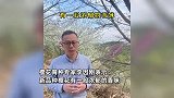 浙江选育出“螺蛳粉樱花”：喜欢樱花和喜欢螺蛳粉的都沉默了