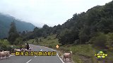 牧羊人都要注意，羊凶起来连主人都顶