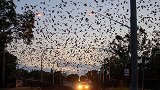 澳大利亚：新南威尔士州一河岸边遭8万只狐蝠入侵，遮天蔽日