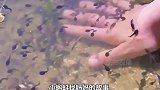 细胞溶酶体蝌蚪在发育成青蛙的过程中，尾巴会自行消失