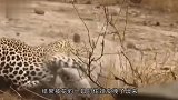 老虎正捕猎野猪，不料鳄鱼从背后偷袭，最后的结局会怎样