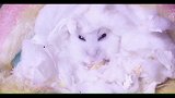 小仓鼠躲在臭臭的袜子里吃饼干，异常的陶醉
