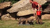 这只小猴子到底犯了什么错，被母猴揪住脑袋往下拽，可怜的孩子