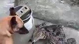这狗子是真的厉害