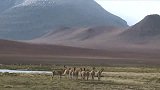 1月12日-2013达喀尔[南美之美]安第斯山偶遇草泥马