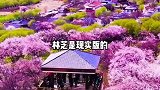 在西藏林芝，雪域高原的春天，遇见神山与桃花，一生一定要去一次