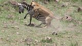 刚出生的小斑马正在学走路，天降狮子一口叼走，斑马妈妈当场崩溃