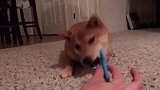 主人测试柴犬对指尖陀螺的表现，这胆子也太小了吧！