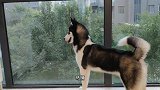 狗狗天天盯着窗外发呆，45度仰望天空的样子，像一个深沉的诗人