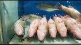 这些鱼的演技都比那些小鲜肉强