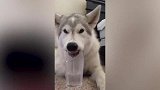 古有乌鸦喝水，狗狗重新创造了一种方法，太搞笑了！