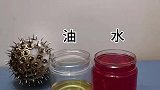小实验，彩虹吸水、油水分离！