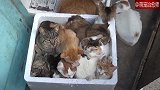 一群猫咪挤在泡沫盒里，好想也一起挤进去呀！