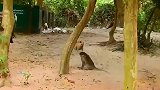 最勇敢的公猴，面对狗群的围攻，毫不惧色英勇还击，群狗秒怂
